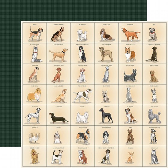 �� �������� ����� 12*12 ���� ����� Best In Show - Best Friend Breeds 12x12 Patterned Paper