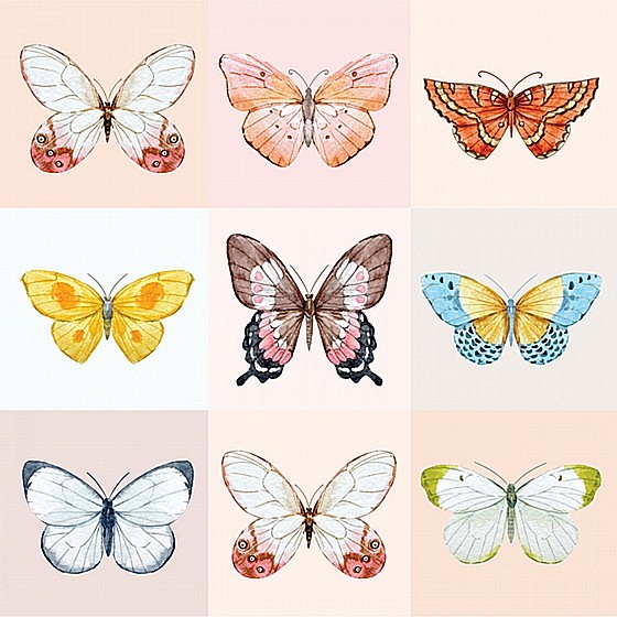 BUTTERFLY